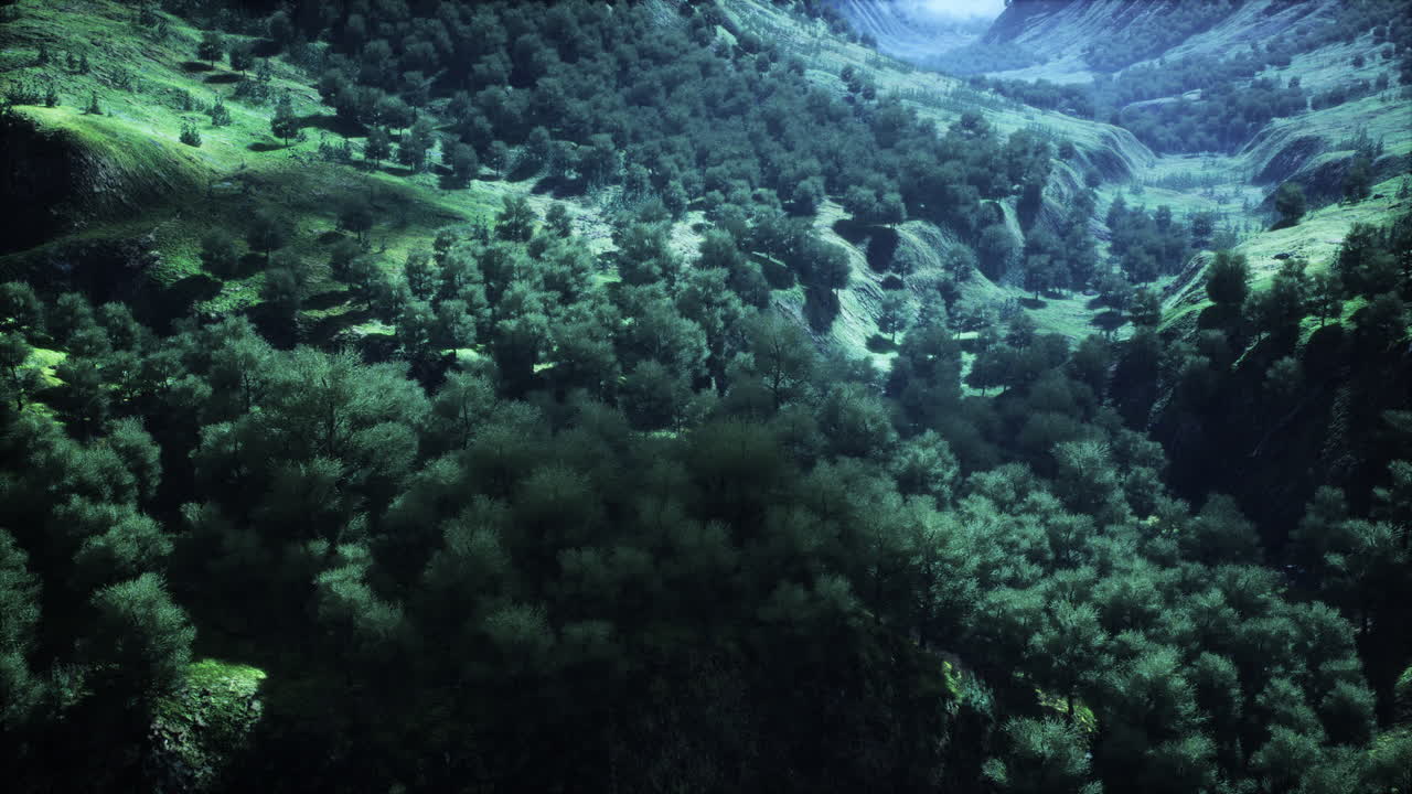 bosques interminables en un día soleado con perspectiva en color
