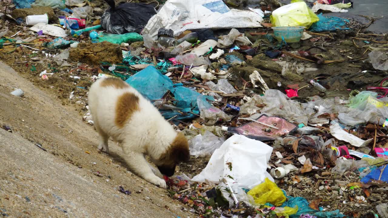 Homeless pet dog found food in human waste and garbage dumps