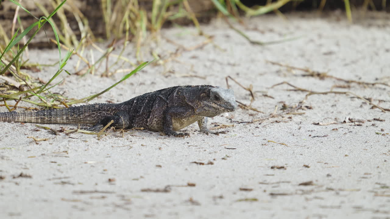 Iguana Feeding and Eating Sand Fleas on Beach 16