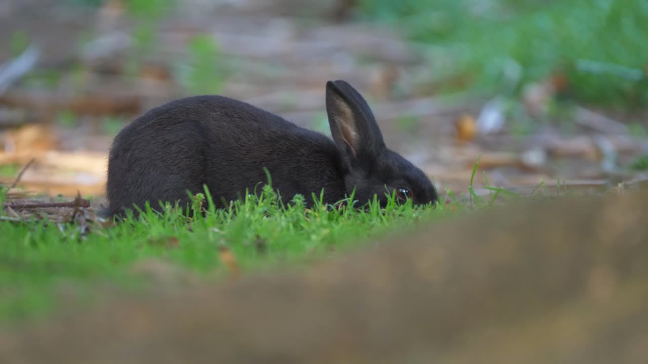 conejito negro ocupado comiendo hierba, mediano
