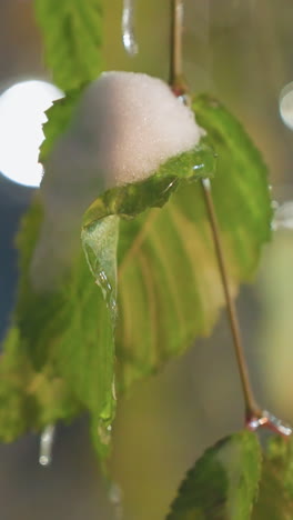 primer plano de hojas verdes con gotas de nieve colgando, efecto bokeh suave en el fondo, gotas de hielo y helada en las hojas, creando una atmósfera de invierno pacífica con luz brillante