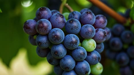 close-up of a bunch of ripe grapes displaying a variety of shades from deep purple to green, perfectly captured in natural light amongst lush green leaves