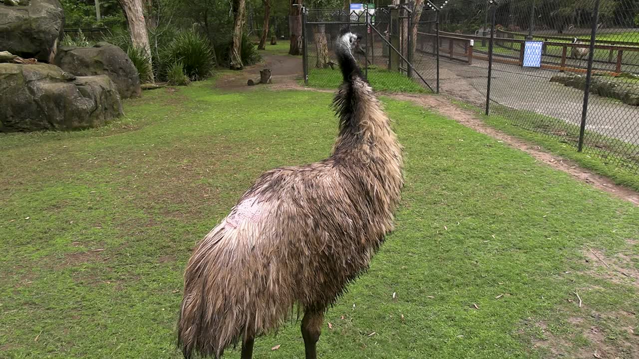 un emú de mirada cruel camina en el santuario de vida silvestre de currumbin en la costa dorada de australia.