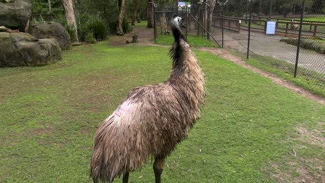 a mean looking emu paces at the currumbin wildlife sanctuary on australia's gold coast