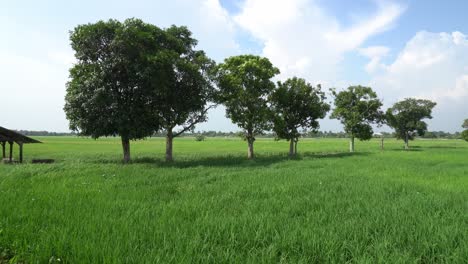 panning the green trees beside little hut in paddy field.