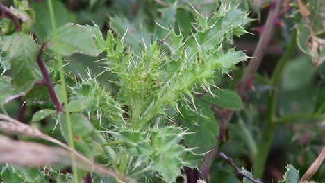 Das-Blatt-Einer-Neuen-Stacheldistel,-Die-Auf-Dem-Grasrand-Einer-Hecke-In-Der-Grafschaft-Rutland,-Vereinigtes-Königreich,-Wächst