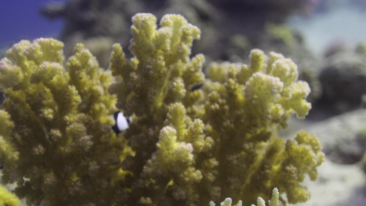 Acropora coral in the Reef, known as table coral, elkhorn coral, and staghorn coral