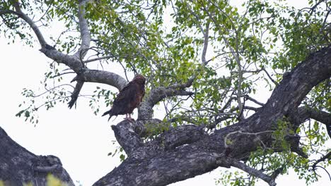 Steppe-eagle-bird-of-prey-perching-on-tree-branch-in-light-breeze