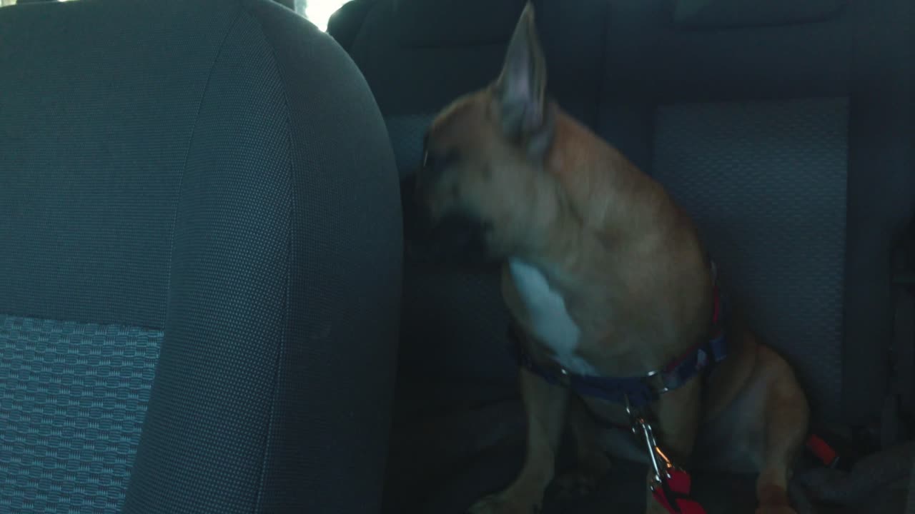 el pequeño bulldog francés se queda en el auto en los asientos traseros y espera a su tutor con el cinturón de seguridad