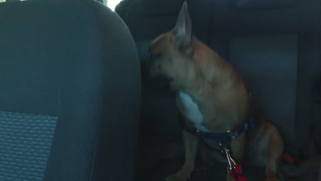 small french bulldog stay in car on back seats and waiting for her guardian with seat belt