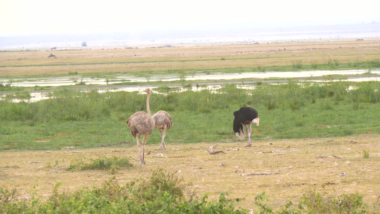 Three Ostriches , one male and two females feeding by a marsh on the African plains