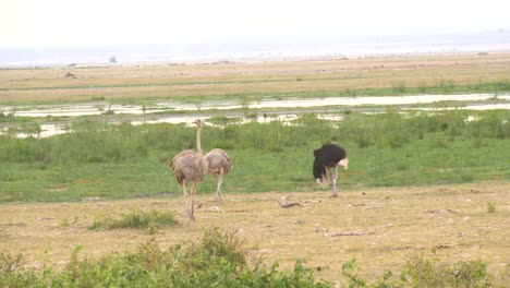 three ostriches , one male and two females feeding by a marsh on the african plains