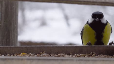 multiple yellow chest great tit visit outside wooden feeder during winter