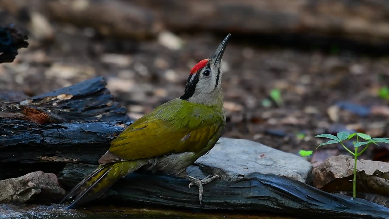 el pájaro carpintero de cabeza gris también se llama pájaro carpintero de cara gris se encuentra en muchos parques nacionales en tailandia y es muy particular en la elección de su hábitat para que prospere
