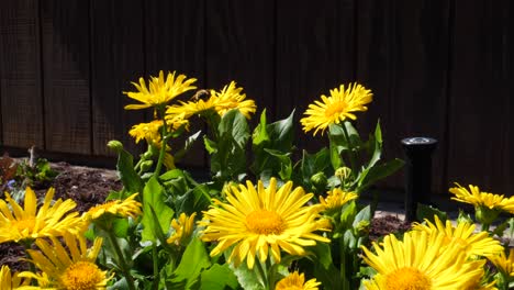 Große-Hummel-Auf-Gelben-Leoparden-Gänseblümchen-Im-Garten---Ontario,-Kanada