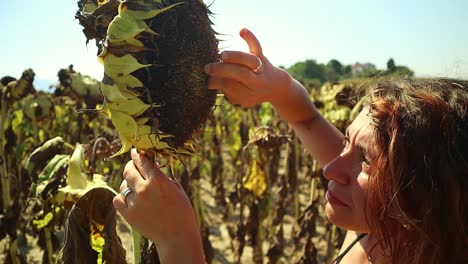 caucasian girl gently takes a seed from the sunflower plant