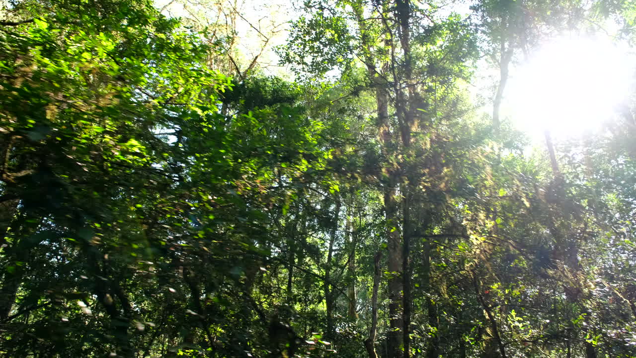 Lush Forest with Sunlight Streaming Through the Trees