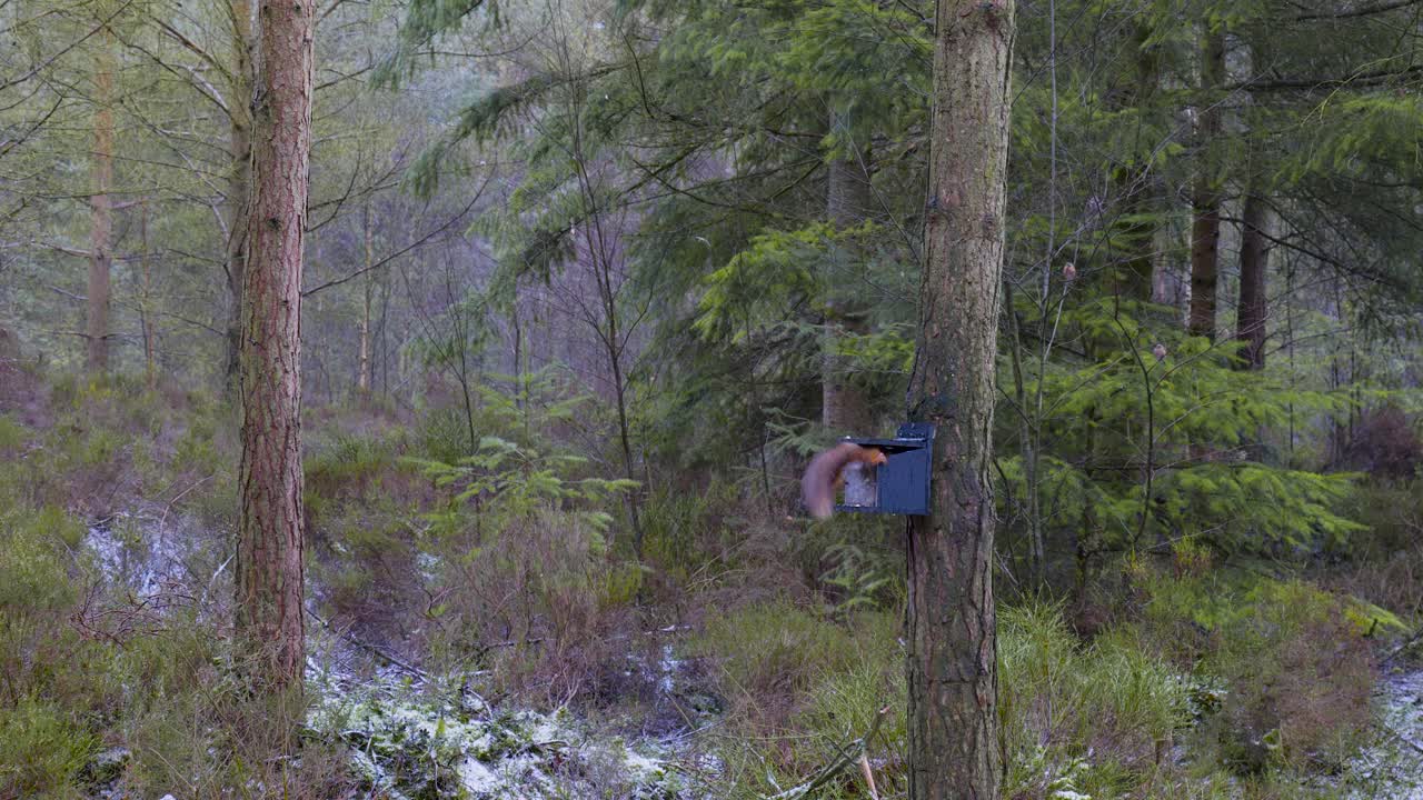 una pequeña ardilla roja euroasiática salvaje lucha por subirse a una caja de pájaros para recolectar nueces de una estación de alimentación en un pino silvestre en los parques centrales en el bosque de whinfell