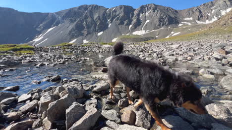 mini aussie dog pup riverbed stream rocky mountains colorado sunny summer morning day mount blue sky evans grays and torreys peaks saddle trail hike mountaineer denver front range pan right follow