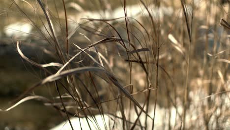 Quiet-peaceful-stream-in-the-fall-with-light-wind-blowing