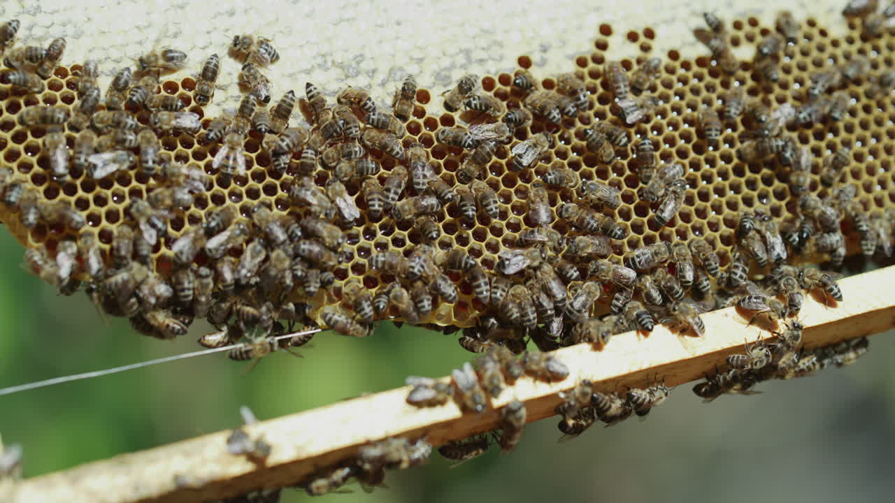 벌이 에 있는 벌