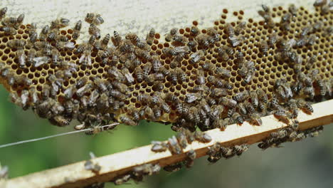 abejas melíferas en el panal