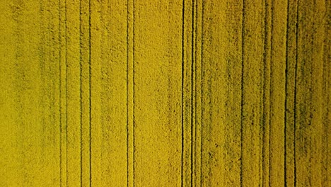 volando sobre los campos de canola en el campo de australia occidental