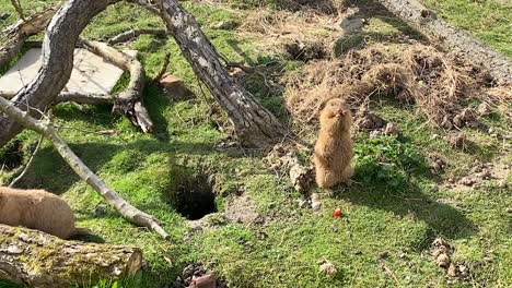 prairie dog on hind legs eating fruit with hands in habitat