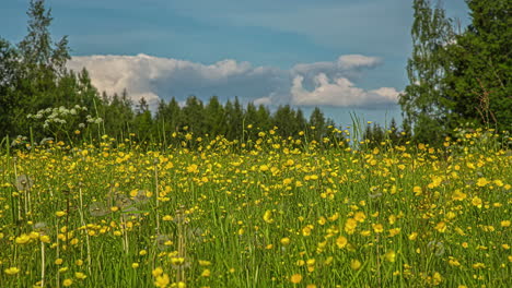 Foto-De-Un-Campo-De-Colza-Amarillo-Floreciente-Bajo-Nubes-Blancas-En-Rápido-Movimiento-En-Un-Lapso-De-Tiempo