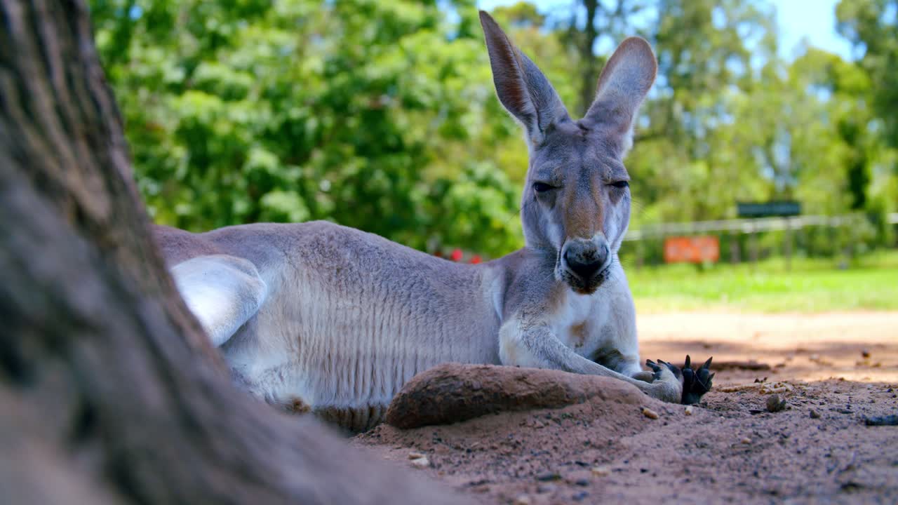 un canguro rojo dormido tirado en el suelo bajo la sombra de un árbol en el santuario de koalas de pino solitario en un día soleado en queensland, australia