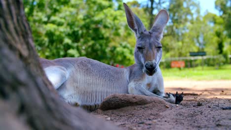 Ein-Verschlafenes-Rotes-Känguru,-Das-An-Einem-Sonnigen-Tag-In-Queensland,-Australien,-Im-Schatten-Eines-Baumes-Im-Lone-Pine-Koala-Sanctuary-Auf-Dem-Boden-Liegt