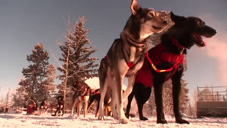 sled dogs are ready to work in the arctic