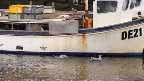 seagulls interacting near a docked fishing boat