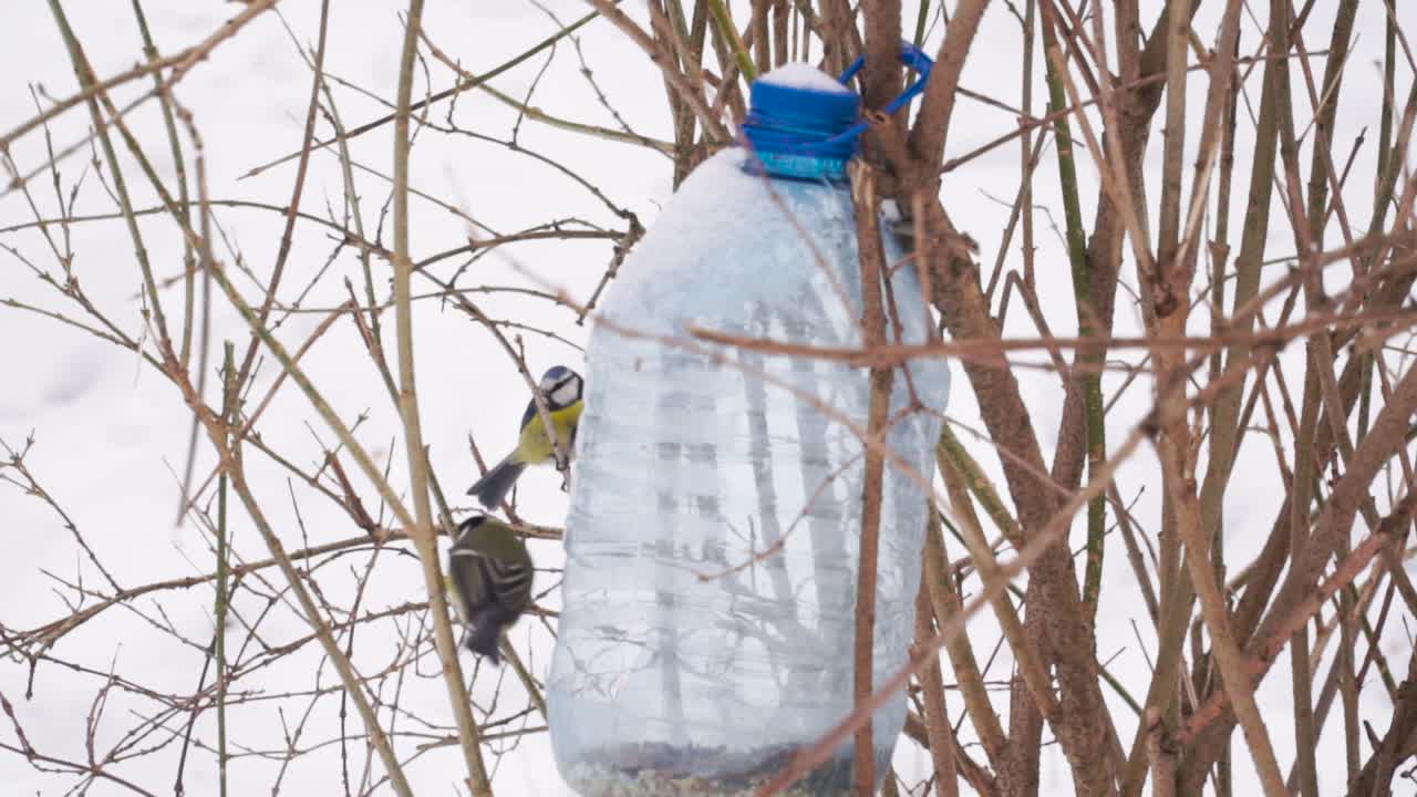 Linnut syömässä talvipuistossa
