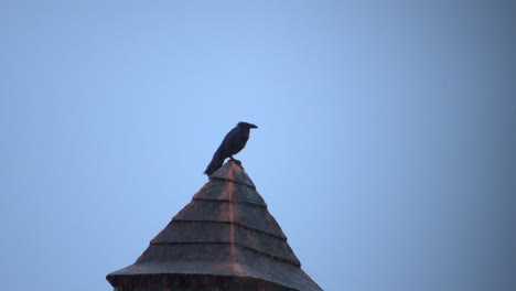 crow-seatting-on-tower-in-rain