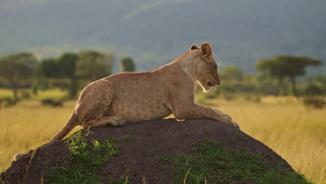 slow motion of lion in africa, lioness on african wildlife safari sitting on termite mound looking around in masai mara national reserve, kenya in maasai mara national park, close up