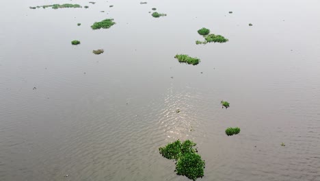 water hyacinth plant that grows on the lake water