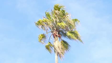 punta de una palmera en lo alto del cielo