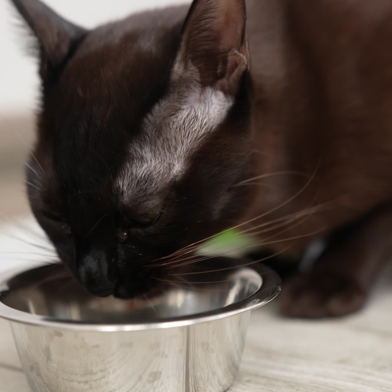 Gelbäugige Hauskatze frisst ihr Futter. Schwarze Katze mit weißen Schnurrhaaren leckt an einem Metallnapf. Nahaufnahme