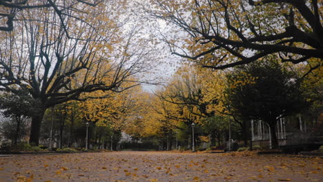 park with yellow trees and fallen leaves at fall