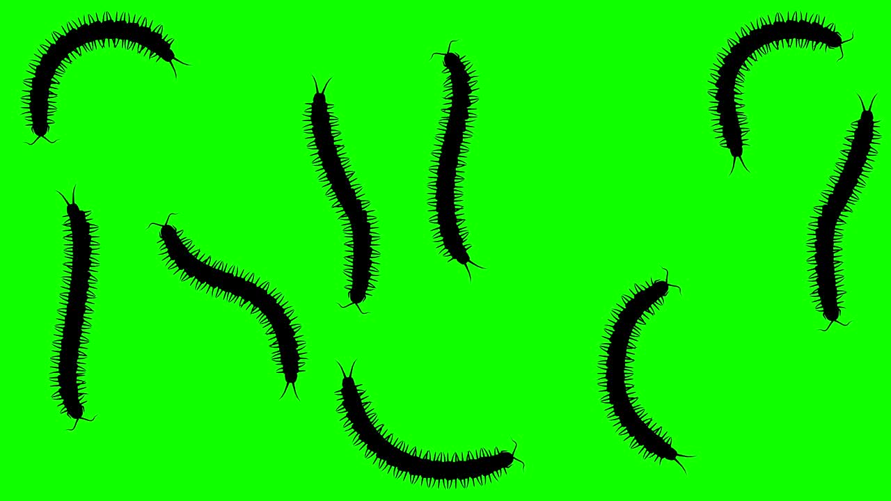 천발의 무리가, 그린 스크린에서 cg 애니메이션 실루, 원활한 루프