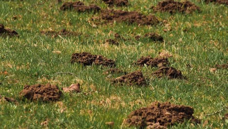 The-mole-pushed-off-the-ground-and-made-piles-of-ground