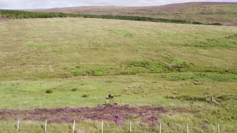 low flying drone shot of a herd of red deer on the moorland and peatland on the isle of lewis, part of the outer hebrides of scotland