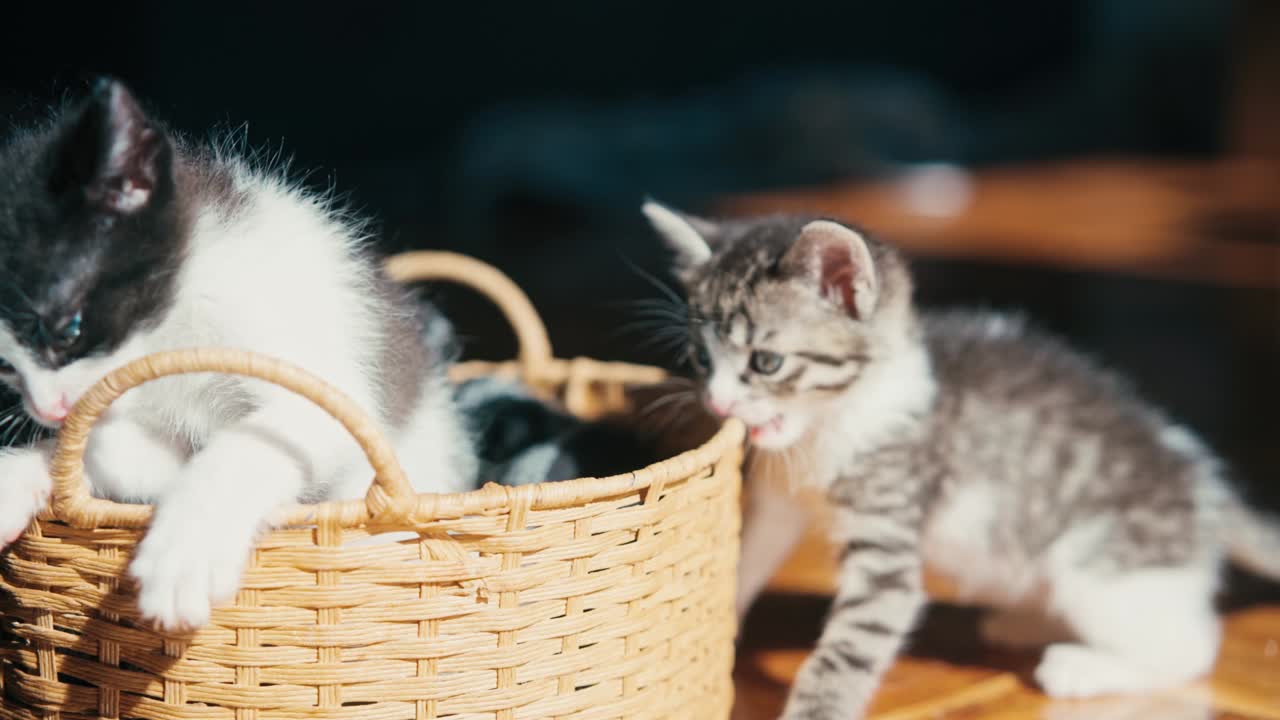 Dos gatitos adorables jugando en una cesta de mimbre