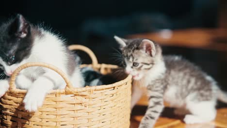 two cute little kittens are playing in a wicker basket