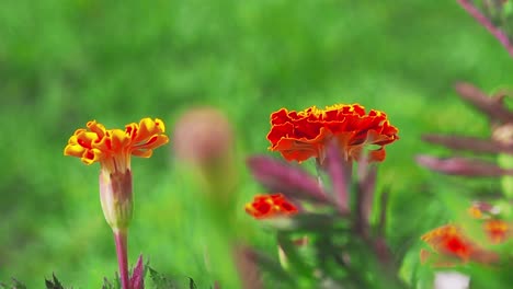 caléndulas tiene un hermoso color naranja vivo que alegrará su jardín