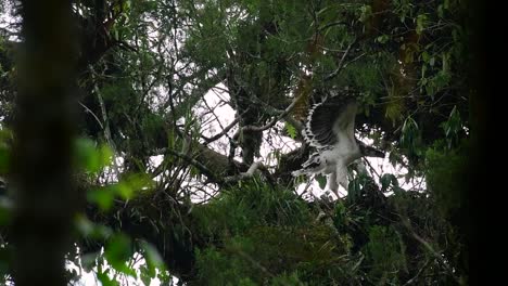 Der-Philippinische-Adler,-Auch-Bekannt-Als-Affenfressender-Adler,-Ist-Vom-Aussterben-Bedroht-Und-Kann-Sechzig-Jahre-Lang-Leben,-Indem-Er-Sich-Von-Affen,-Fliegenden-Lemuren-Und-Kleinen-Säugetieren-Als-Opportunistischer-Raubvogel-Ernährt