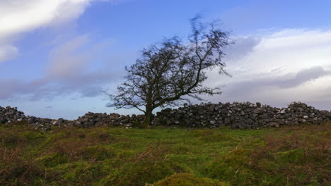 Zeitraffer-Ländlicher-Natur-Mit-Ackerland-Mit-Einem-Einzelnen-Baum-Auf-Einer-Wiese-Im-Vordergrund-Und-Einer-Steinmauer-Im-Hintergrund-Während-Eines-Bewölkten,-Sonnigen-Frühlingstages,-Gesehen-Von-Carrowkeel-In-Der-Grafschaft-Sligo-In-Irland