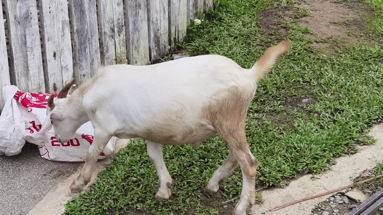 cabra comiendo de una bolsa de plástico