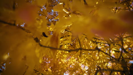 hojas de otoño